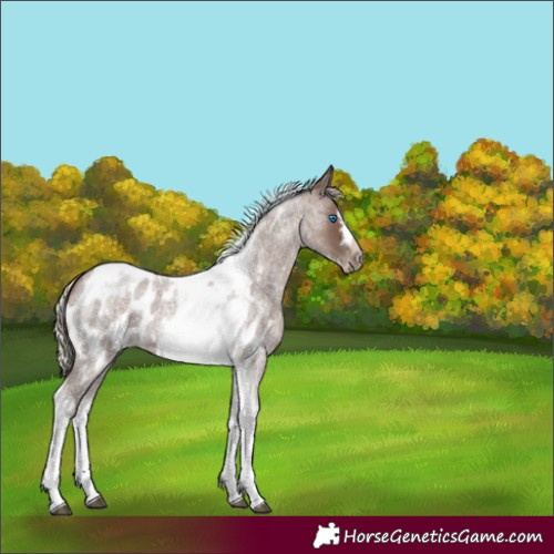Horse Color:Silver Blue Roan Tobiano Frame Near Leopard 