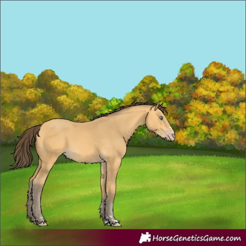 Horse Color:Amber Cream Champagne 