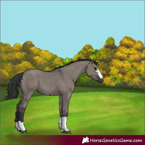 Horse Color:Grullo 