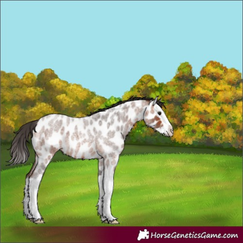 Horse Color:Bay Roan Splash Near Leopard 