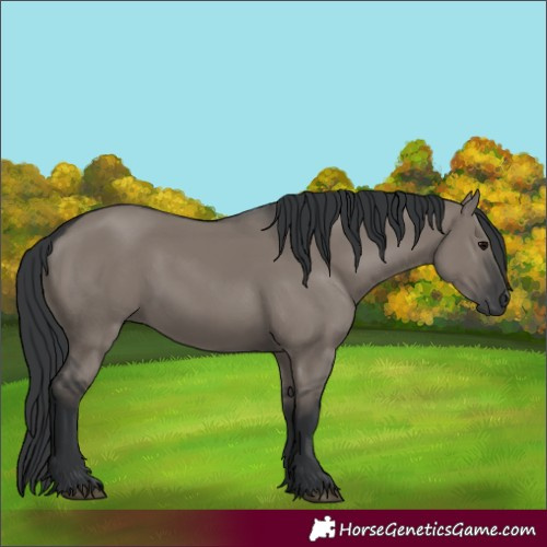 Horse Color:Grullo 