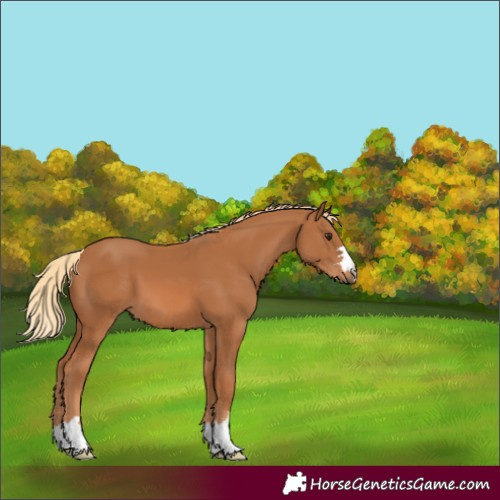 Horse Color:Chestnut 