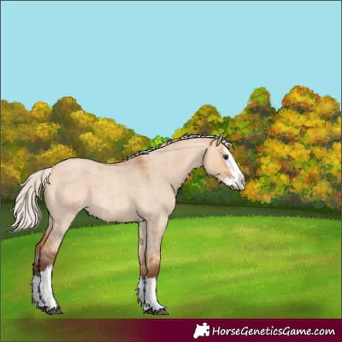Horse Color:Silver Bay Roan Dun Splash 