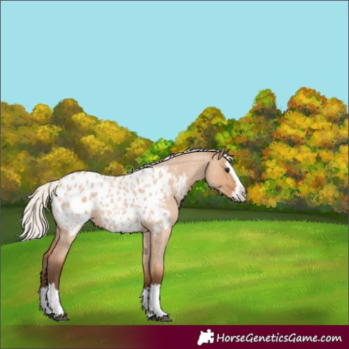 Horse Color:Silver Bay Roan Dun Splash Appaloosa Rabicano 