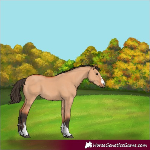 Horse Color:Bay Dun 