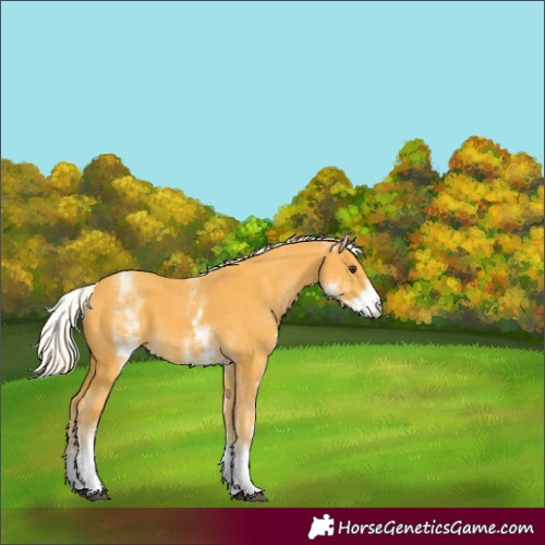 Horse Color:White Spotted Palomino 