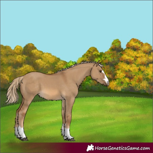 Horse Color:Chocolate Palomino Dun 