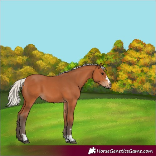 Horse Color:Silver Bay 