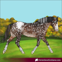 Horse Color:Brown Appaloosa 