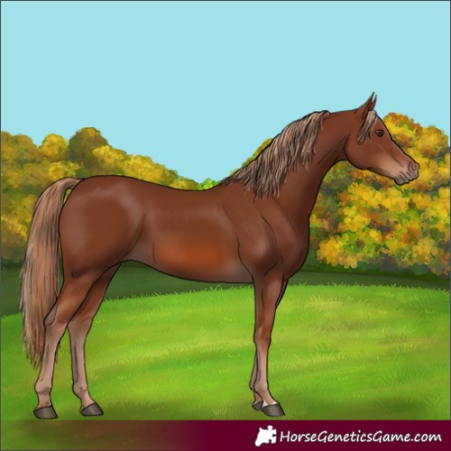 Horse Color:Chestnut 