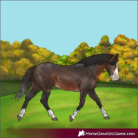 Horse Color:Bay Splash Rabicano 