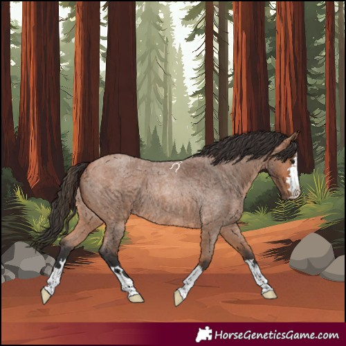 Horse Color:Bay Roan 