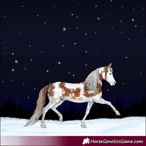 Horse Color:White Spotted Chestnut Splash 