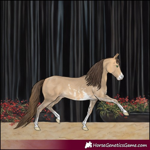 Horse Color:Amber Cream Champagne Sabino 