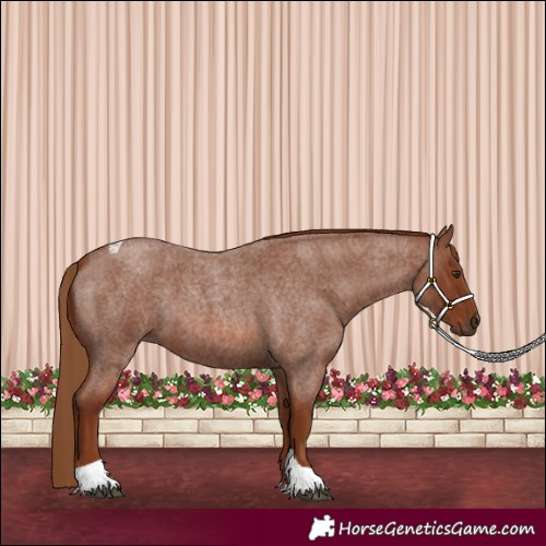 Horse Color:Red Roan Tobiano 
