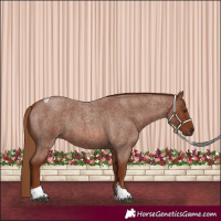 Horse Color:Red Roan Tobiano 