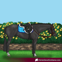 Horse Color:Black  and Smoky Black 