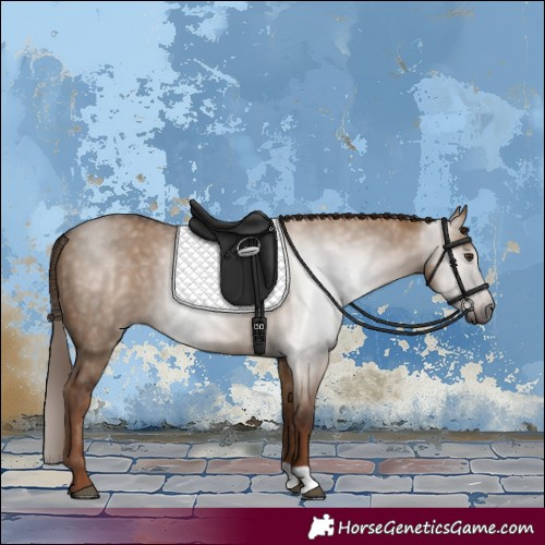 Horse Color:Gray Red Dun 