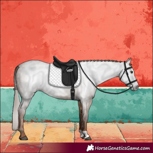 Horse Color:Gray Red Dun 