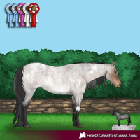 Horse Color:White Spotted Brown Roan Dun Appaloosa 