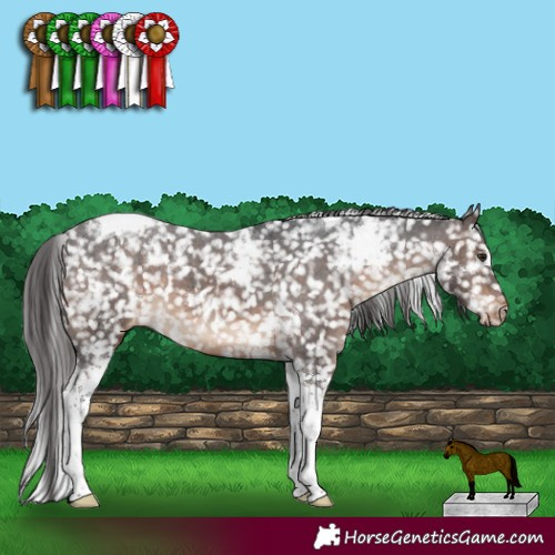 Horse Color:White Spotted Brown Tobiano Appaloosa 