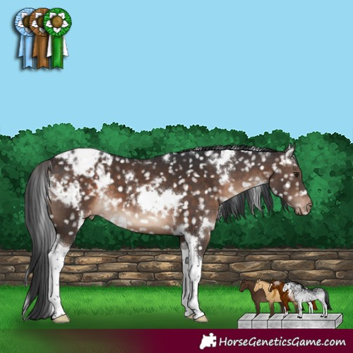 Horse Color:White Spotted Brown Tobiano Appaloosa 