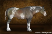 Horse Color:White Spotted Liver Chestnut Rabicano 