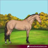 Horse Color:Bay Dun 