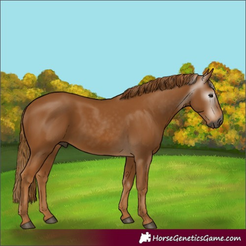 Horse Color:Gray Chestnut 