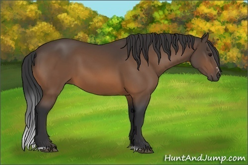 Horse Color:Buckskin Sabino