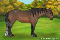 Horse Color:Buckskin Sabino