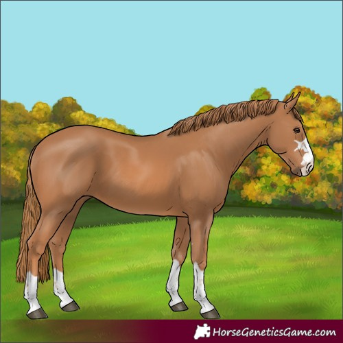 Horse Color:Chestnut 