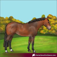 Horse Color:Bay 
