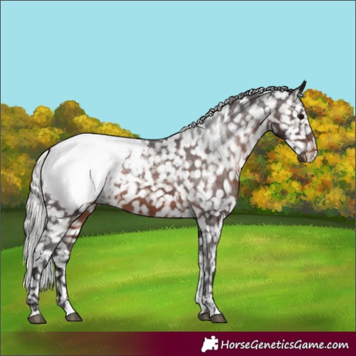 Horse Color:White Spotted Silver Brown Snowcap Rabicano 