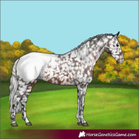 Horse Color:White Spotted Silver Brown Snowcap Rabicano