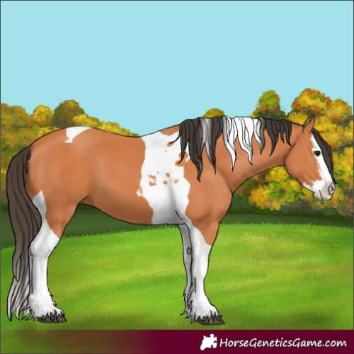 Horse Color:Bay Splash Tobiano