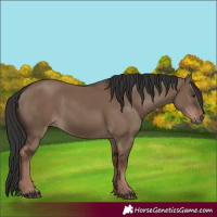Horse Color:Liver Red Dun Rabicano 