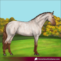 Horse Color:Red Dun Roan 