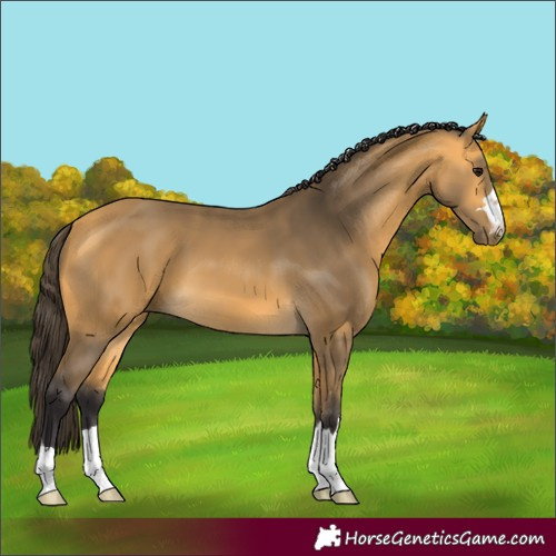 Horse Color:Buckskin 