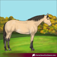 Horse Color:Buckskin 