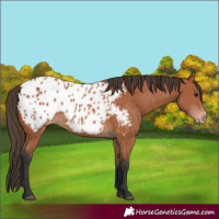 Horse Color:Bay Appaloosa