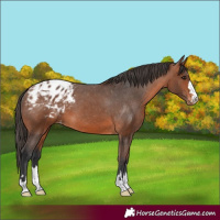 Horse Color:Bay Appaloosa 