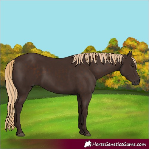 Horse Color:Liver Chestnut Rabicano 