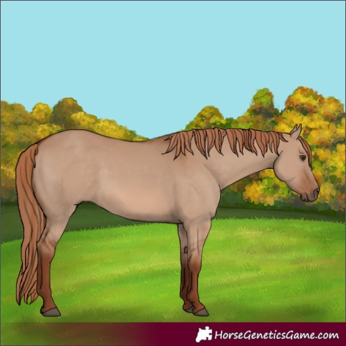 Horse Color:Red Dun 