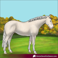 Horse Color:Cremello Tobiano 