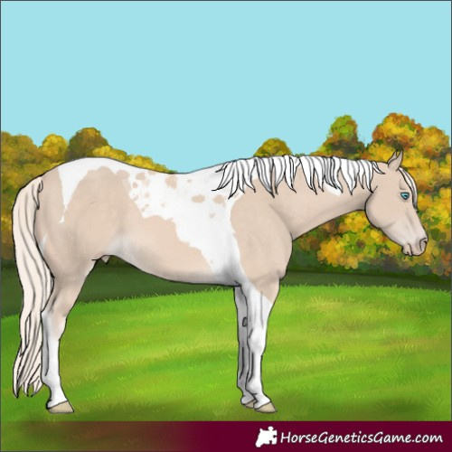 Horse Color:Cremello Tobiano 