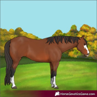 Horse Color:Bay 