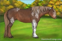 Horse Color:White Spotted Liver Chestnut 