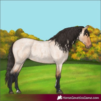Horse Color:Bay Roan Dun