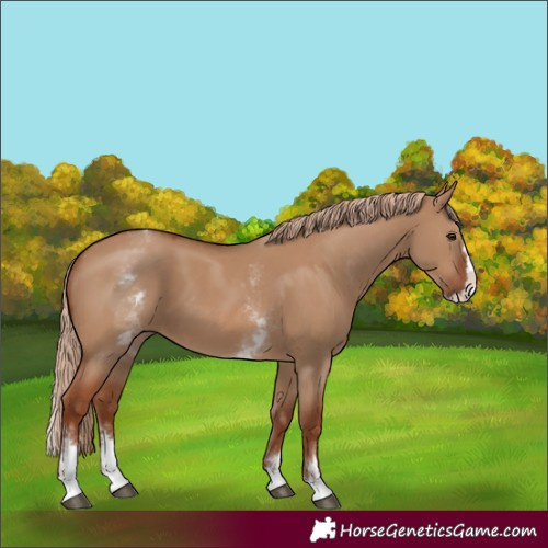 Horse Color:Unknown 